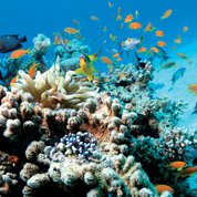 Diving Marsa Alam Diving Marsa Alam