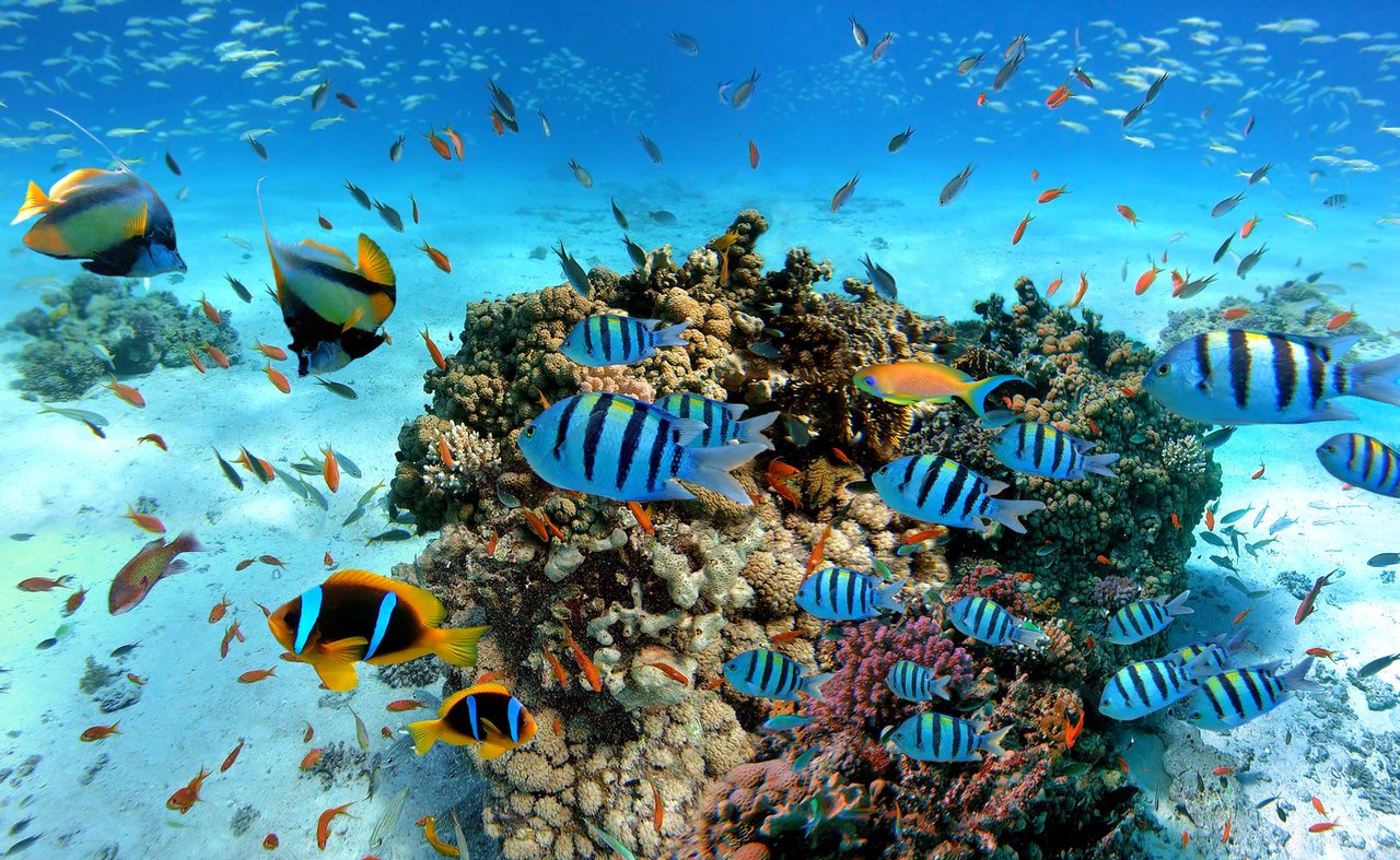 tour operator sharm el sheikh